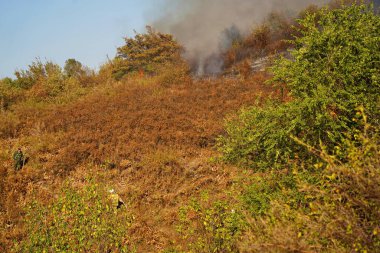 Dağlık bölgelerdeki yangınlar. Kuru otların, çalıların ve ağaçların yanması.
