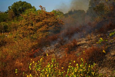 Dağlık bölgelerdeki yangınlar. Kuru otların, çalıların ve ağaçların yanması.