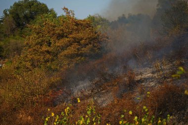 Dağlık bölgelerdeki yangınlar. Kuru otların, çalıların ve ağaçların yanması.
