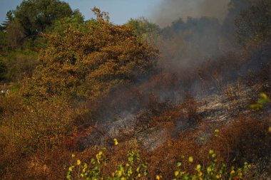 Dağlık bölgelerdeki yangınlar. Kuru otların, çalıların ve ağaçların yanması.