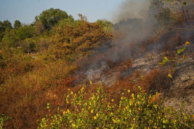 Dağlık bölgelerdeki yangınlar. Kuru otların, çalıların ve ağaçların yanması.