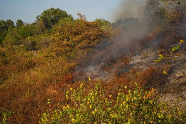 Dağlık bölgelerdeki yangınlar. Kuru otların, çalıların ve ağaçların yanması.