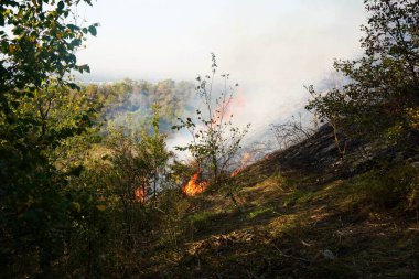 Dağlık bölgelerdeki yangınlar. Kuru otların, çalıların ve ağaçların yanması.