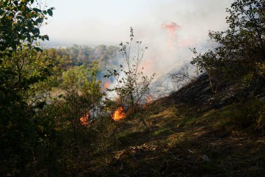 Dağlık bölgelerdeki yangınlar. Kuru otların, çalıların ve ağaçların yanması.