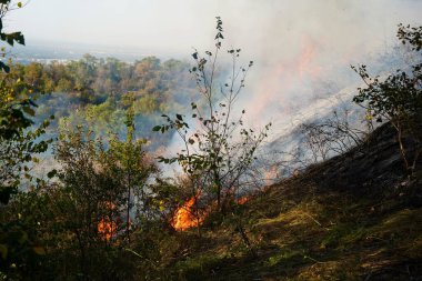 Dağlık bölgelerdeki yangınlar. Kuru otların, çalıların ve ağaçların yanması.