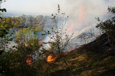 Dağlık bölgelerdeki yangınlar. Kuru otların, çalıların ve ağaçların yanması.