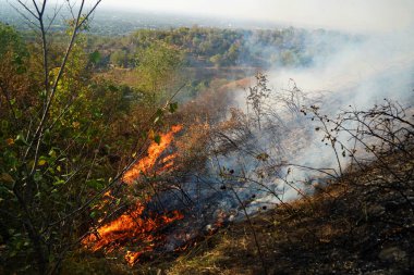 Dağlık bölgelerdeki yangınlar. Kuru otların, çalıların ve ağaçların yanması.