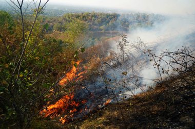 Dağlık bölgelerdeki yangınlar. Kuru otların, çalıların ve ağaçların yanması.