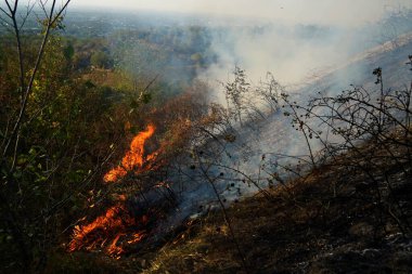 Dağlık bölgelerdeki yangınlar. Kuru otların, çalıların ve ağaçların yanması.