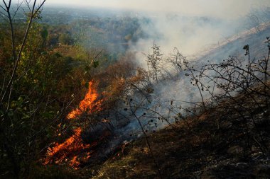Dağlık bölgelerdeki yangınlar. Kuru otların, çalıların ve ağaçların yanması.