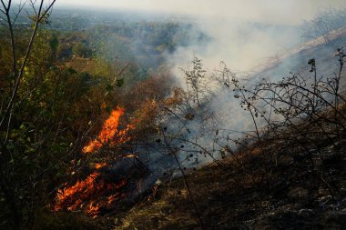 Dağlık bölgelerdeki yangınlar. Kuru otların, çalıların ve ağaçların yanması.