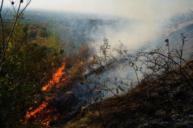Dağlık bölgelerdeki yangınlar. Kuru otların, çalıların ve ağaçların yanması.