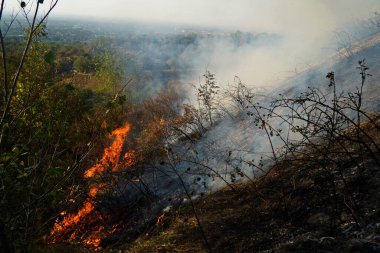Dağlık bölgelerdeki yangınlar. Kuru otların, çalıların ve ağaçların yanması.