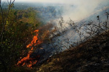Dağlık bölgelerdeki yangınlar. Kuru otların, çalıların ve ağaçların yanması.