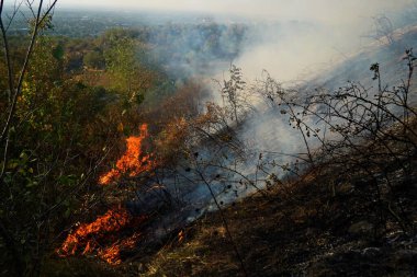 Dağlık bölgelerdeki yangınlar. Kuru otların, çalıların ve ağaçların yanması.
