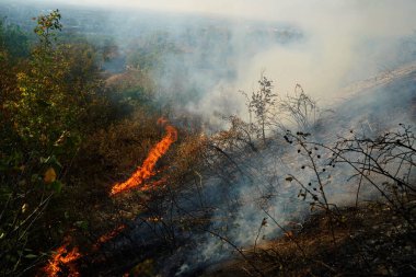 Dağlık bölgelerdeki yangınlar. Kuru otların, çalıların ve ağaçların yanması.