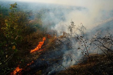 Dağlık bölgelerdeki yangınlar. Kuru otların, çalıların ve ağaçların yanması.