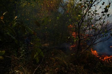 Dağlık bölgelerdeki yangınlar. Kuru otların, çalıların ve ağaçların yanması.
