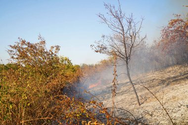 Dağlık bölgelerdeki yangınlar. Kuru otların, çalıların ve ağaçların yanması.