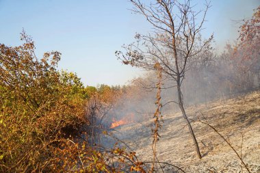 Dağlık bölgelerdeki yangınlar. Kuru otların, çalıların ve ağaçların yanması.