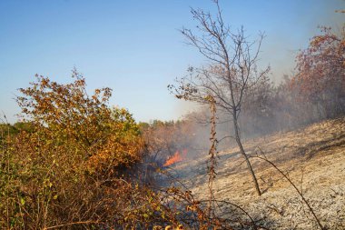 Dağlık bölgelerdeki yangınlar. Kuru otların, çalıların ve ağaçların yanması.