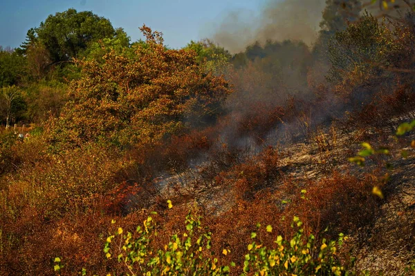 Vuur Bergachtige Gebieden Ontsteking Van Droog Gras Struiken Bomen — Stockfoto