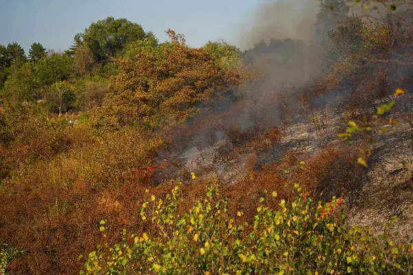 Dağlık bölgelerdeki yangınlar. Kuru otların, çalıların ve ağaçların yanması.