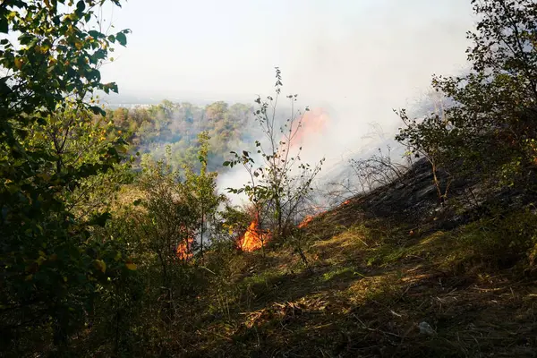 Dağlık bölgelerdeki yangınlar. Kuru otların, çalıların ve ağaçların yanması.