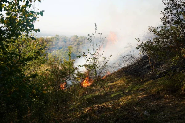 Dağlık bölgelerdeki yangınlar. Kuru otların, çalıların ve ağaçların yanması.