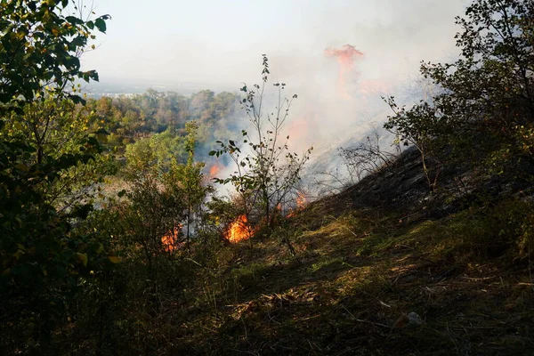 Dağlık bölgelerdeki yangınlar. Kuru otların, çalıların ve ağaçların yanması.