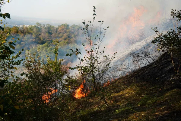 Dağlık bölgelerdeki yangınlar. Kuru otların, çalıların ve ağaçların yanması.