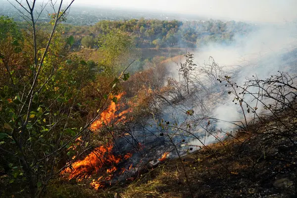 Dağlık bölgelerdeki yangınlar. Kuru otların, çalıların ve ağaçların yanması.