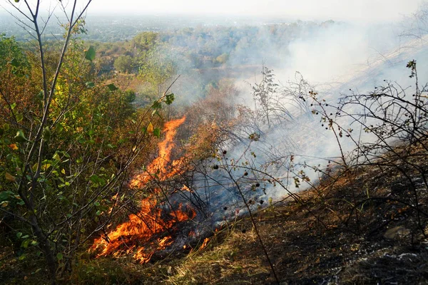 Dağlık bölgelerdeki yangınlar. Kuru otların, çalıların ve ağaçların yanması.