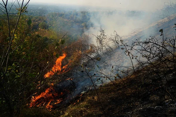 Dağlık bölgelerdeki yangınlar. Kuru otların, çalıların ve ağaçların yanması.