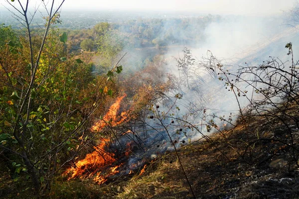 Dağlık bölgelerdeki yangınlar. Kuru otların, çalıların ve ağaçların yanması.