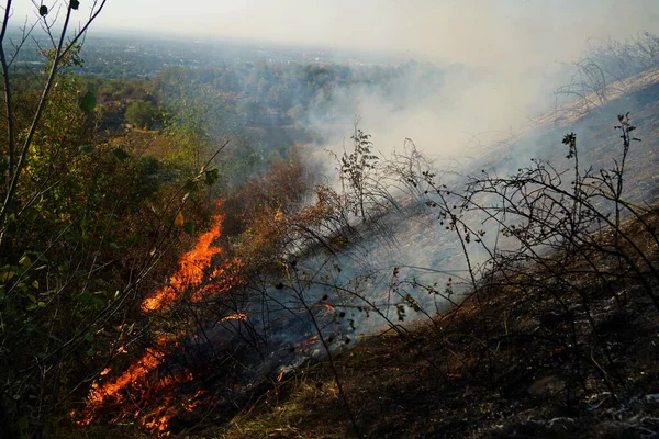 Dağlık bölgelerdeki yangınlar. Kuru otların, çalıların ve ağaçların yanması.
