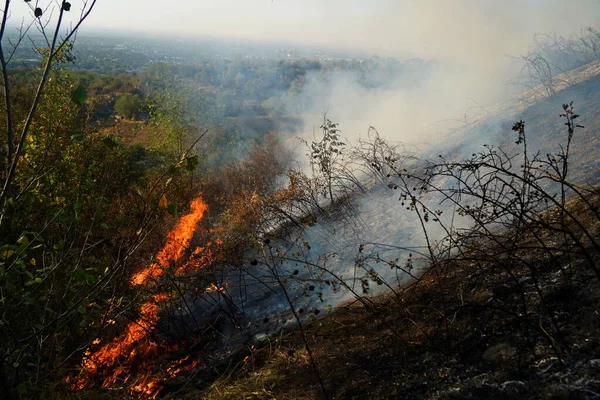 Dağlık bölgelerdeki yangınlar. Kuru otların, çalıların ve ağaçların yanması.
