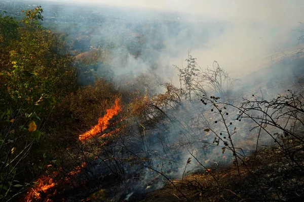 Dağlık bölgelerdeki yangınlar. Kuru otların, çalıların ve ağaçların yanması.