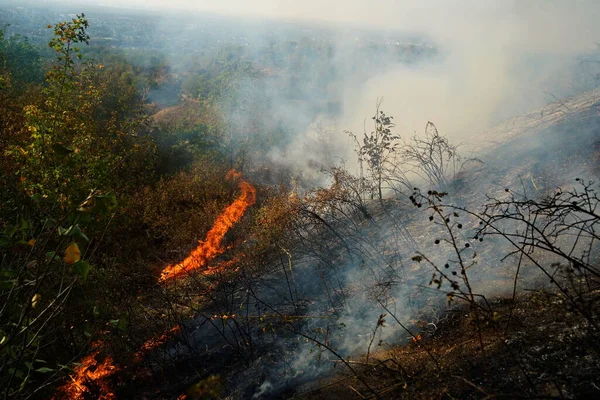 Dağlık bölgelerdeki yangınlar. Kuru otların, çalıların ve ağaçların yanması.
