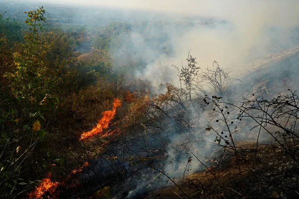 Dağlık bölgelerdeki yangınlar. Kuru otların, çalıların ve ağaçların yanması.