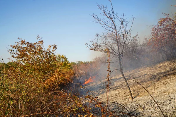 Dağlık bölgelerdeki yangınlar. Kuru otların, çalıların ve ağaçların yanması.
