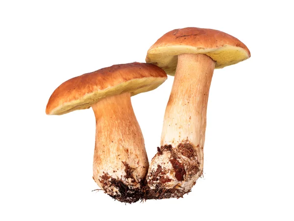 Гриби: Білий гриб Стокова Картинка