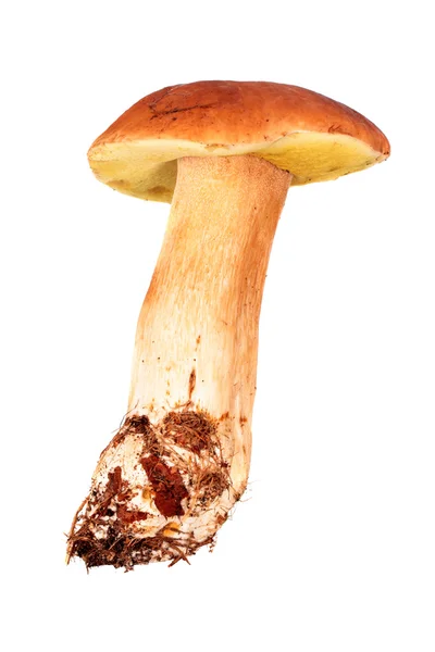Mushroom: boletus edulis — Stock Photo, Image
