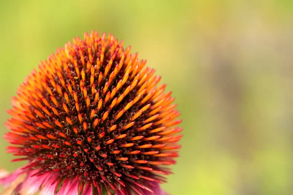 Cone flower