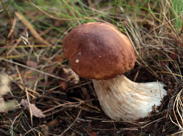 Svamp: boletus edulis — Stockfoto