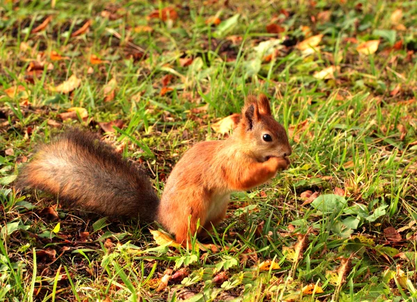 Squirrel eating — Stock Photo, Image