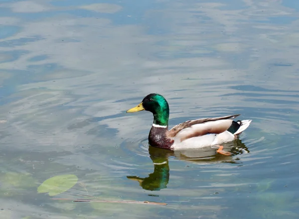 Anatra maschio — Foto Stock