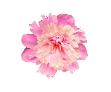 pembe ve pembe Şakayık çiçeği