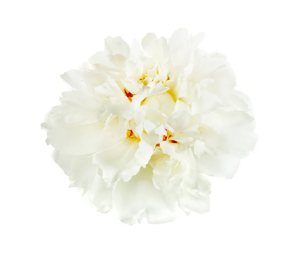 Λευκό λουλούδι παιώνιας — Φωτογραφία Αρχείου