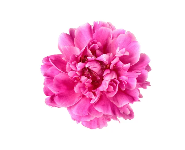 Flor de peónia roxa Fotos De Bancos De Imagens